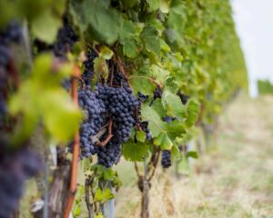 Un filare di Nebbiolo da Barolo