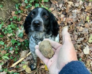 Un cane da tartufi