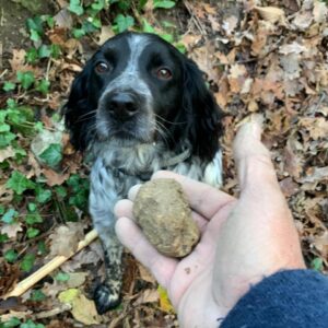 Un cane da tartufi